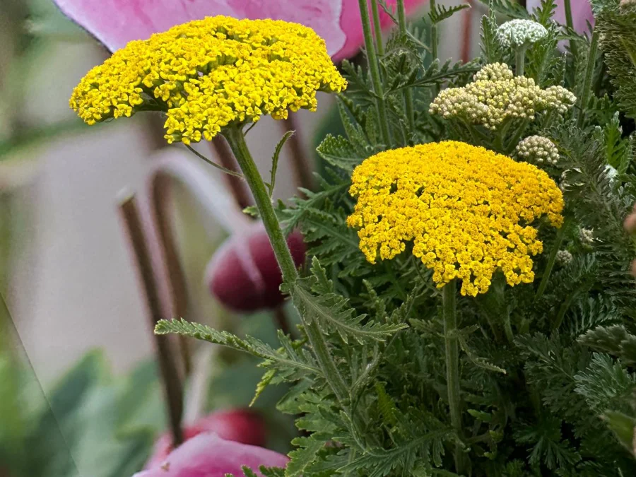 achillea-gialla-alta