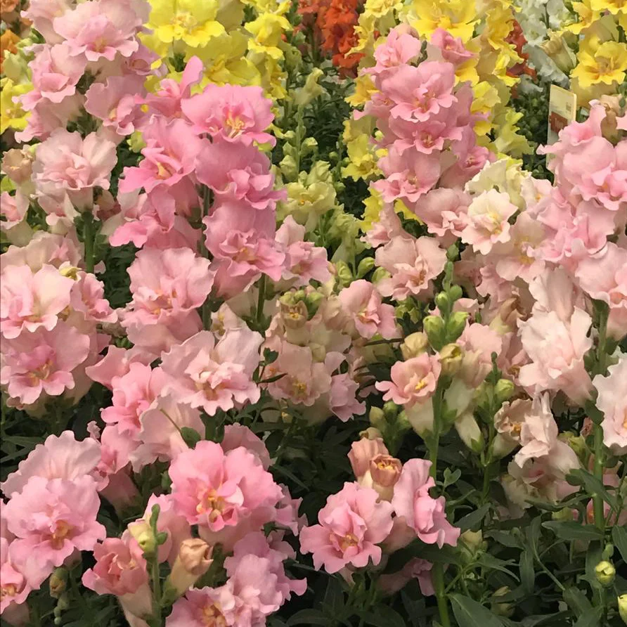 bocca-di-leone-rosa