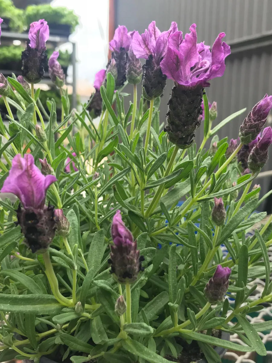 coltivazione-lavanda-per-serre