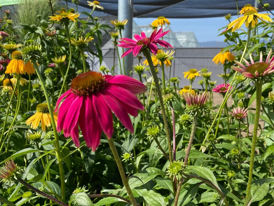 echinacea-per-aiuole