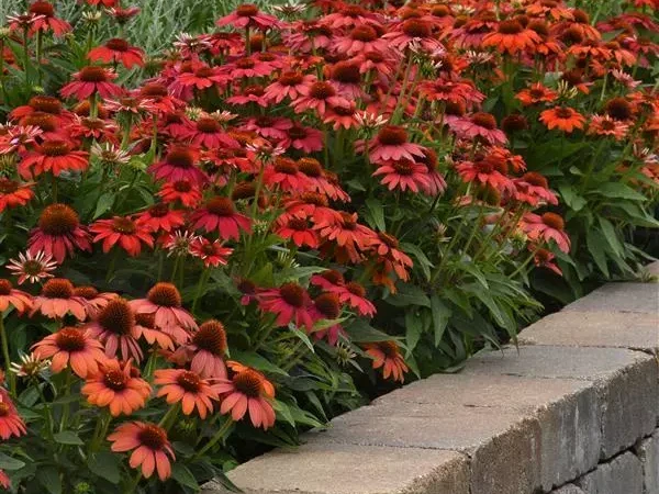 echinacea-purpurea-semina