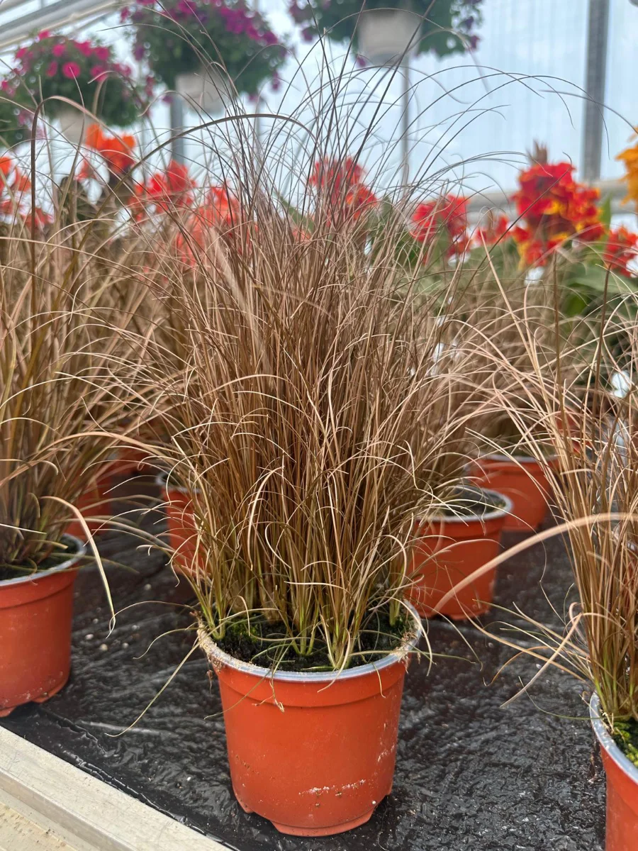 erbe-ornamentali-da-aiuola