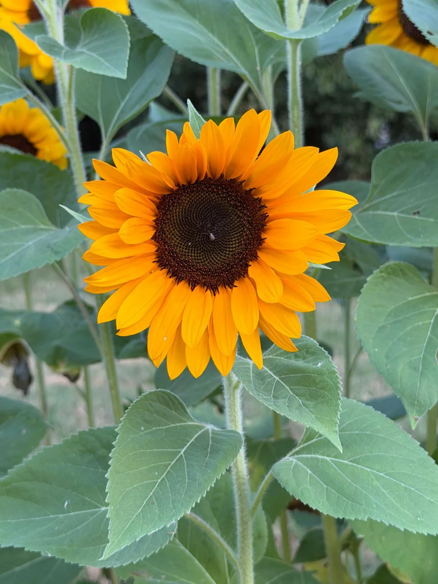 fiore-girasole-ornamentale