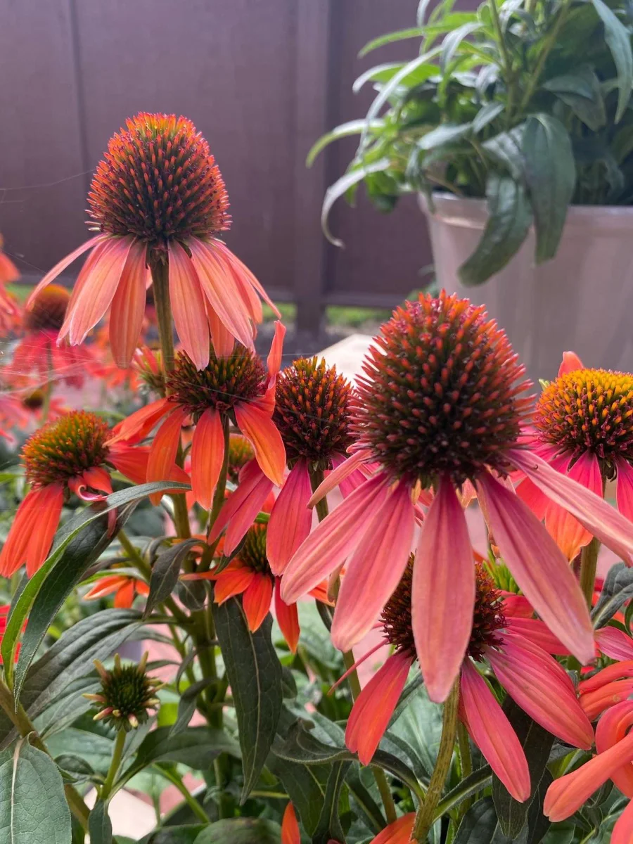 fiore-petali-polline-rosa