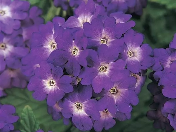 fiori-con-petali-viola