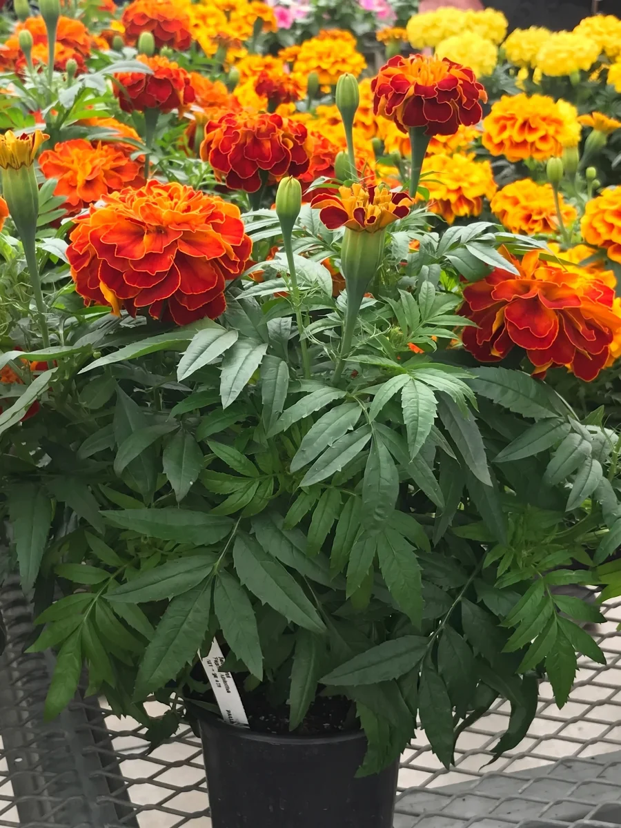 fiori-di-tagete