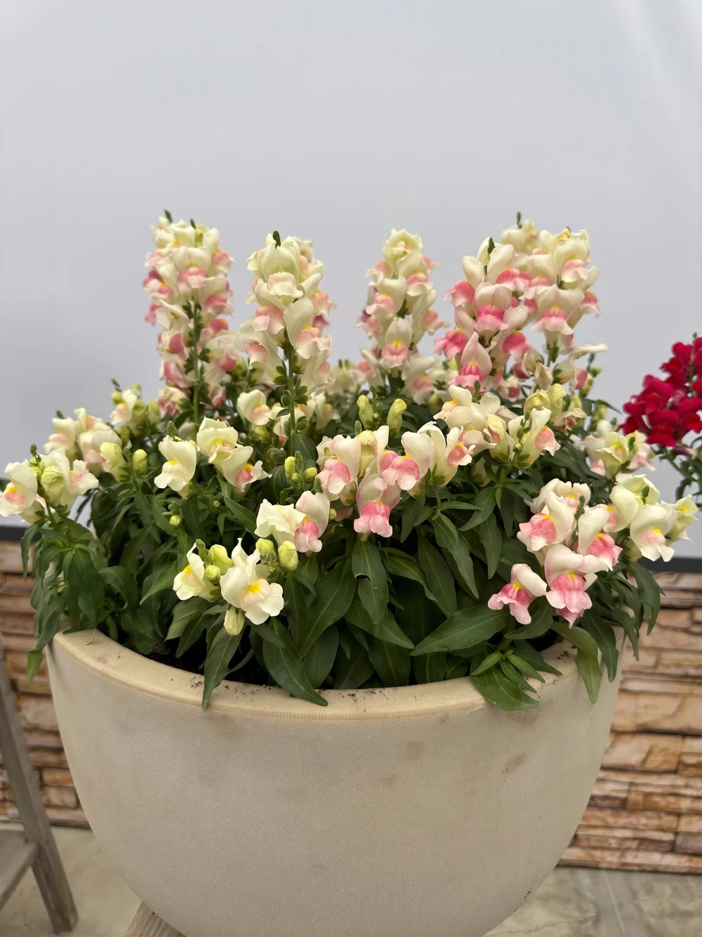 fiori-in-vaso