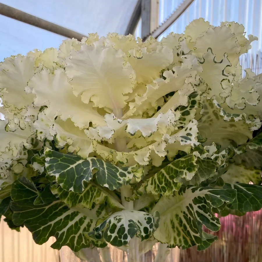 foglie-cavolo-ornamentale