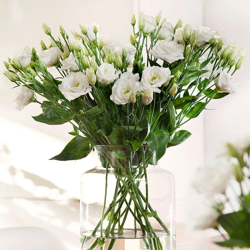 fornitore-bustine-semi-lisianthus