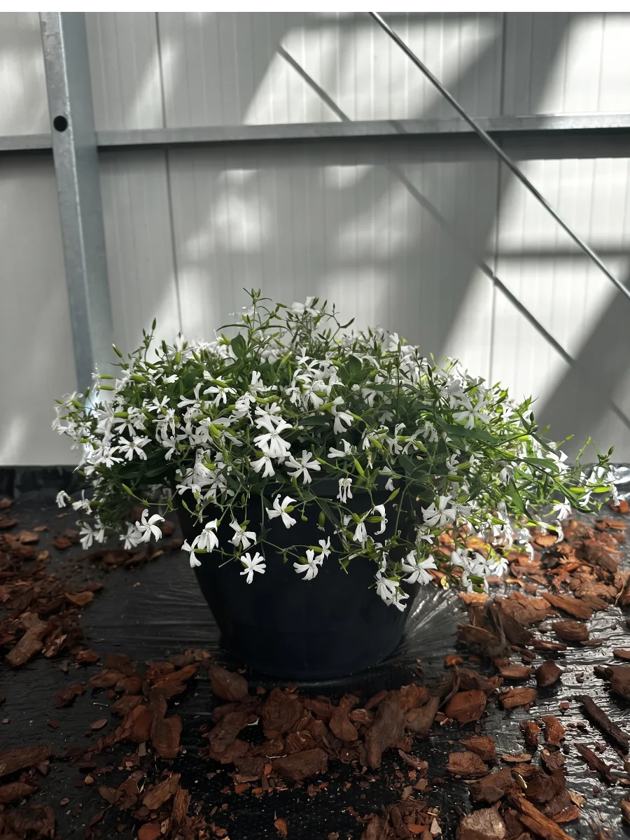 fornitore-silene-vulgaris