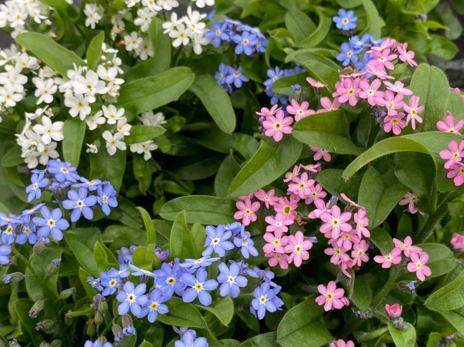 fornitura-fiori-biennali-myosotis