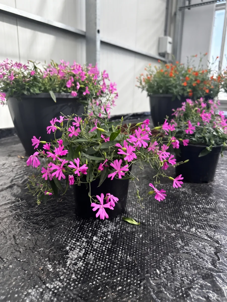 fornitura-sementi-silene-inflata