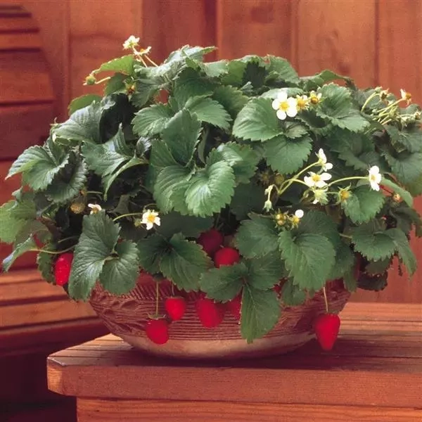 fragola-rampicanti-di-bosco