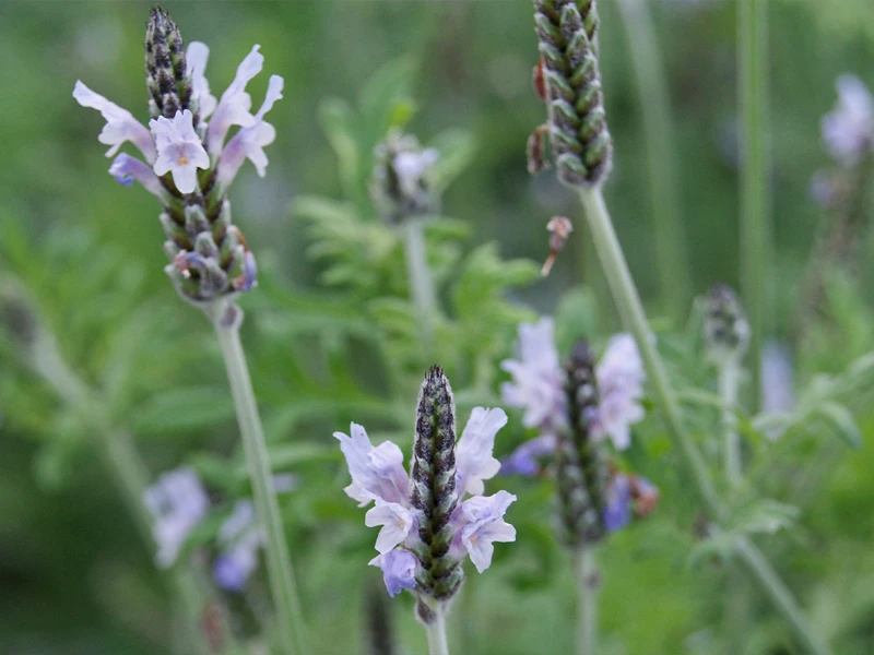 ingrosso-lavanda-da-seminare
