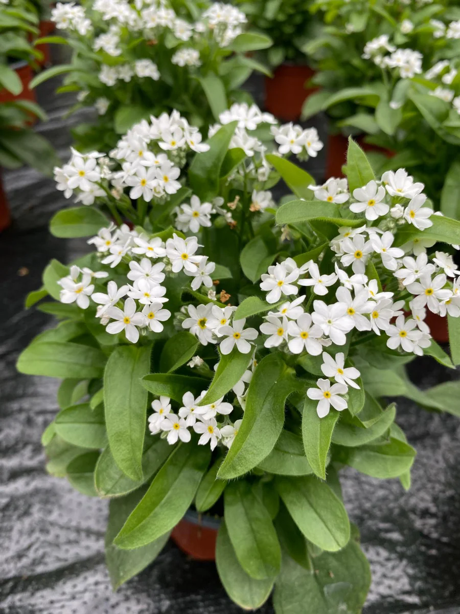 myosotis-per-la-coltivazione