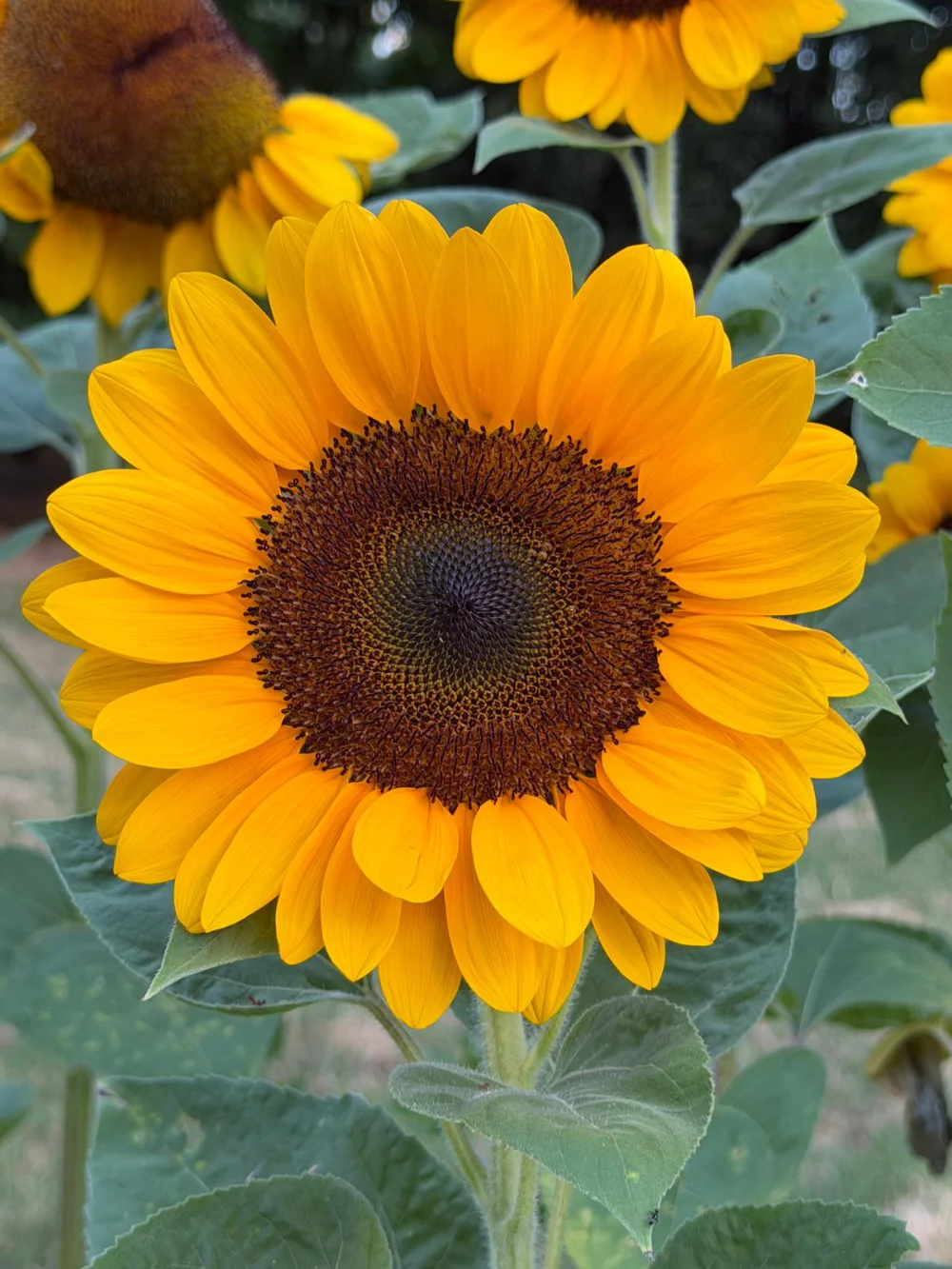 petali-gialli-polline-arancione