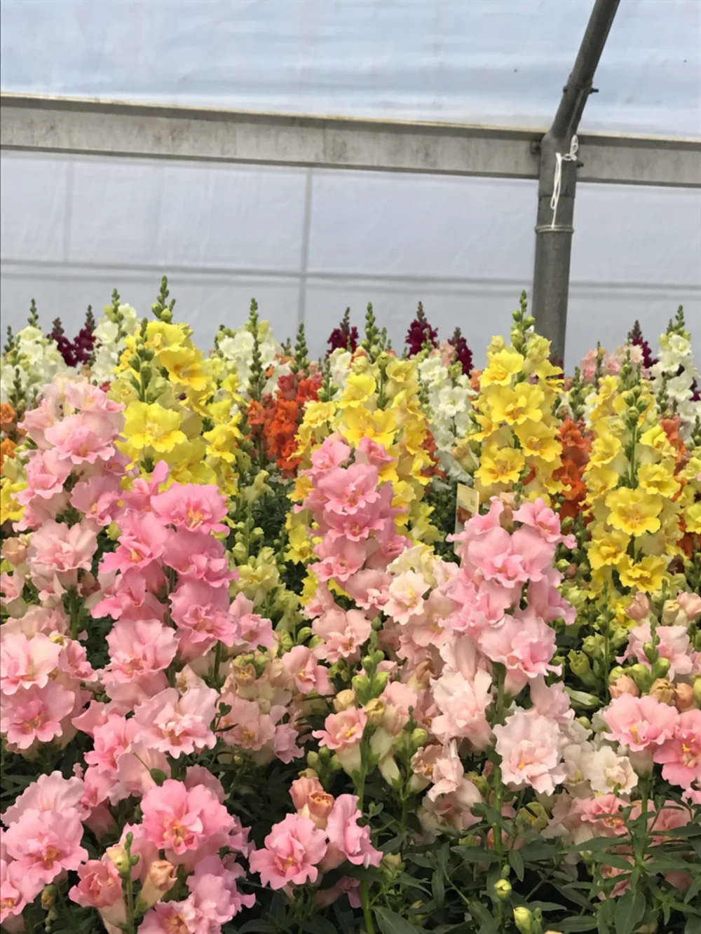petali-rosa-gialli