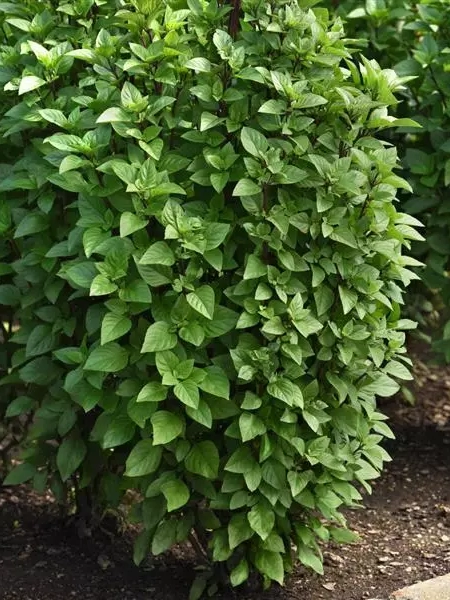 pianta-aiuola-con-foglie-verdi
