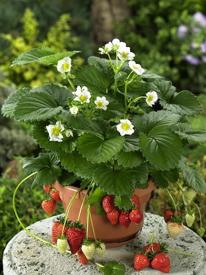 pianta-con-fiori-bianchi-frutti-rossi