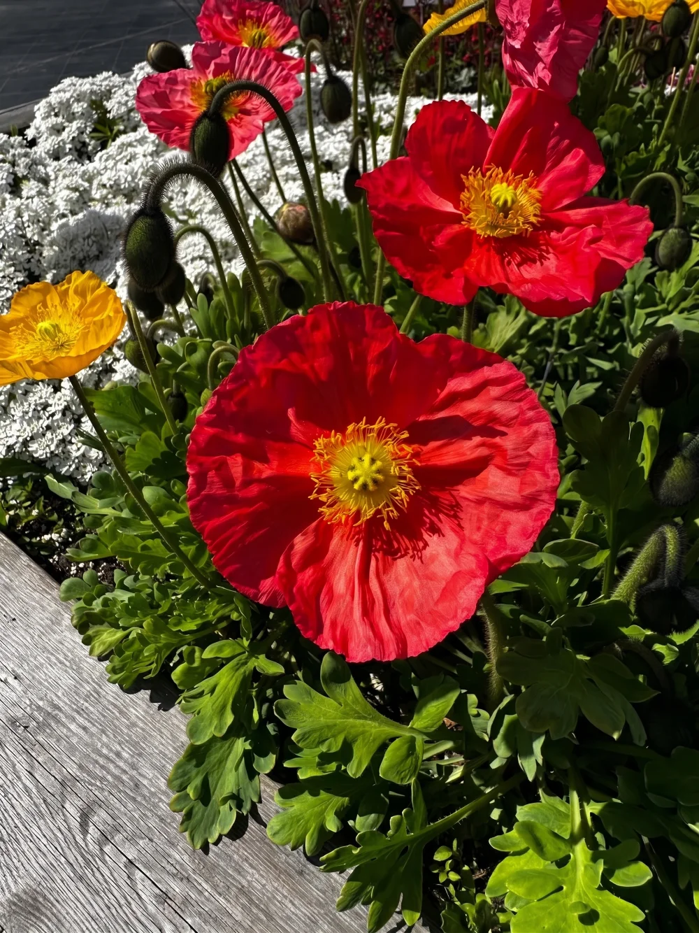 pianta-con-petali-rossi