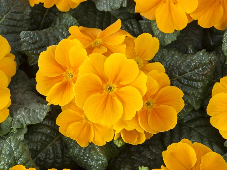 primula-dai-petali-arancioni