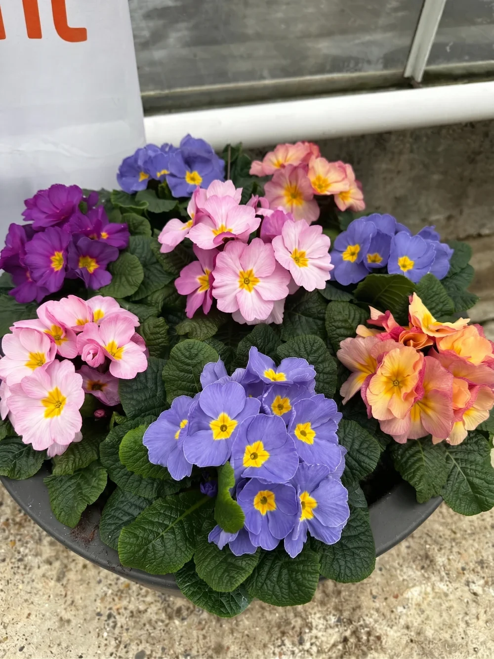 primula-selvatica-denticulata