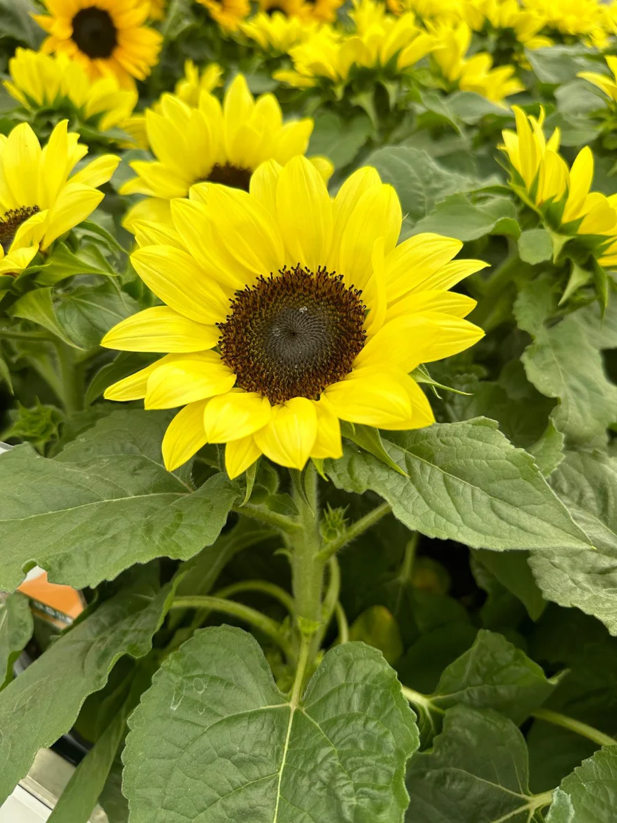 sementi-di-girasole