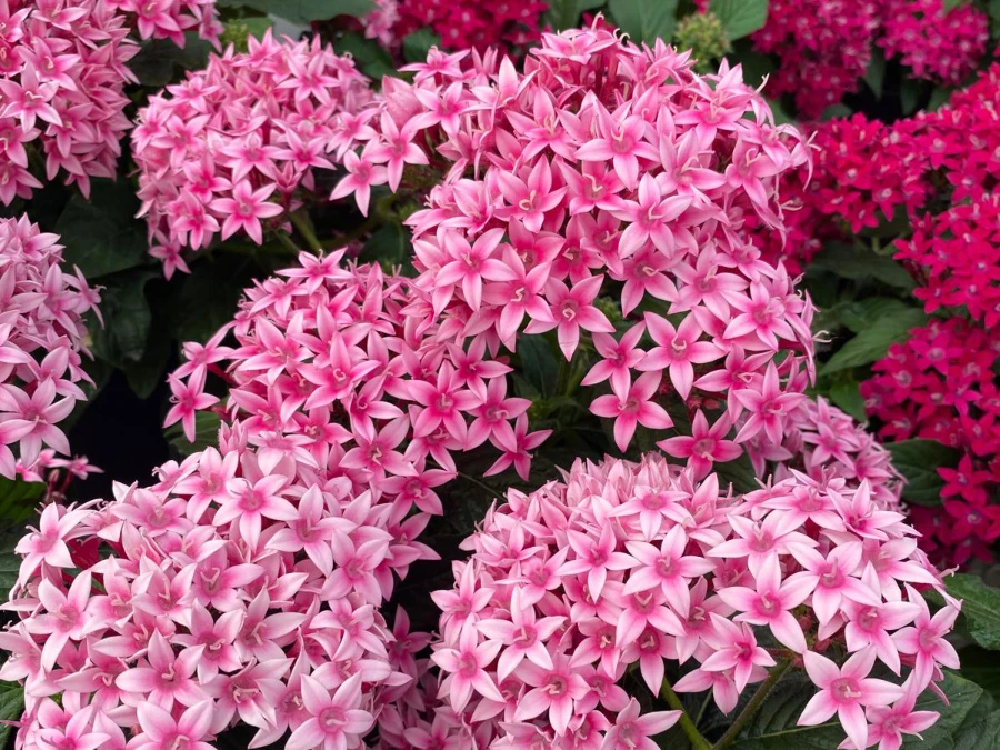 sementi-pentas-da-piantare