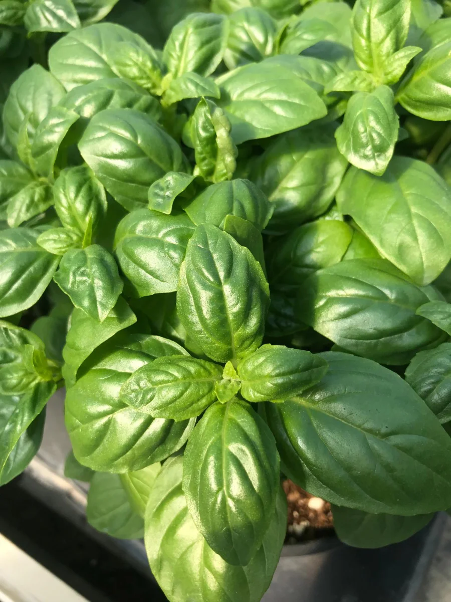semi-di-basilico-per-coltivazioni-e-vivai