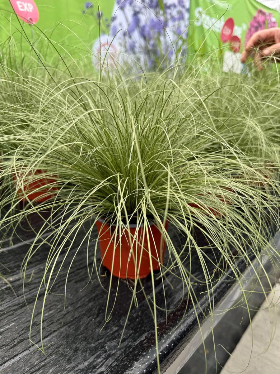 semi-di-carex-elegantissima-variegata