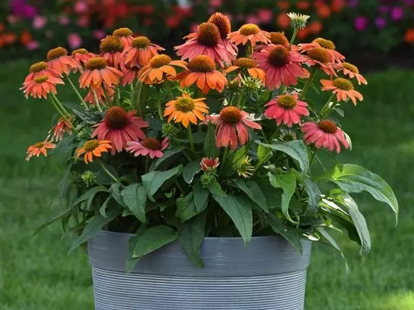 semi-di-echinacea-purpurea