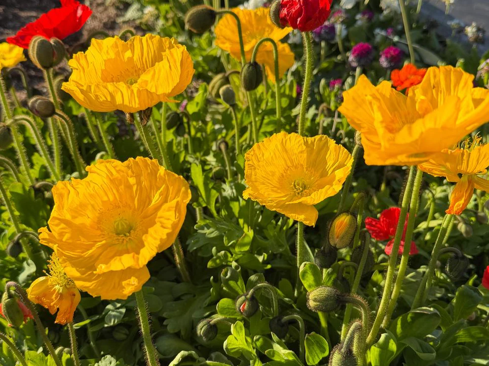 semi-di-fiori-biennali