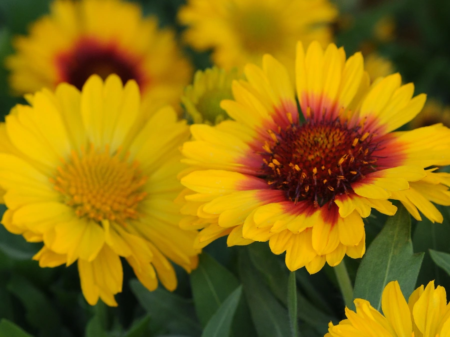 semi-di-fiori-perenni