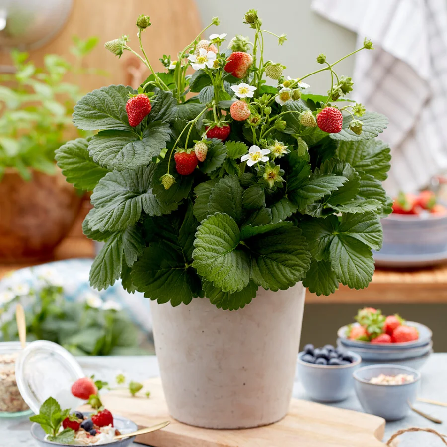 semi-di-fragola