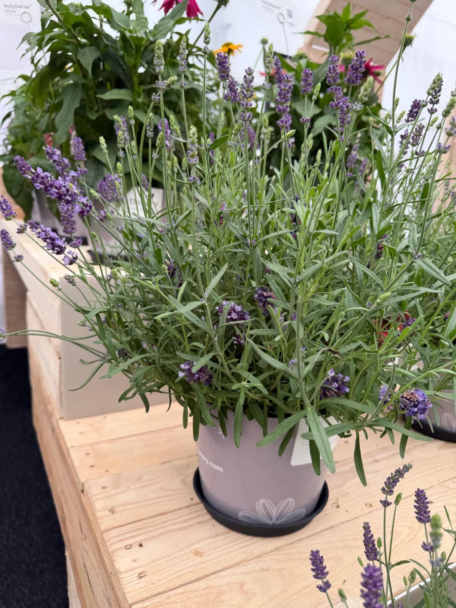 semi-di-lavanda-da-piantare