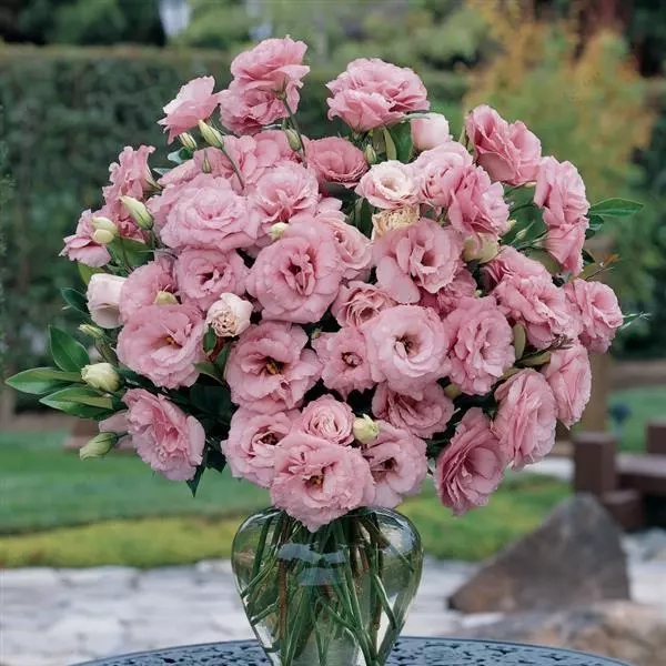 semi-di-lisianthus