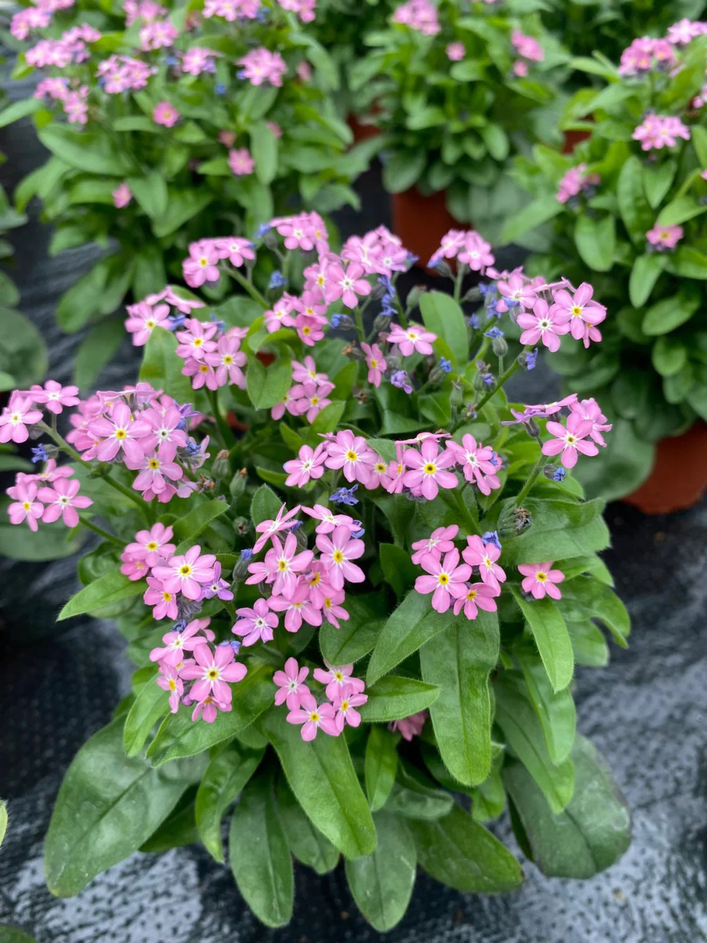semi-di-non-ti-scordar-di-me-myosotis