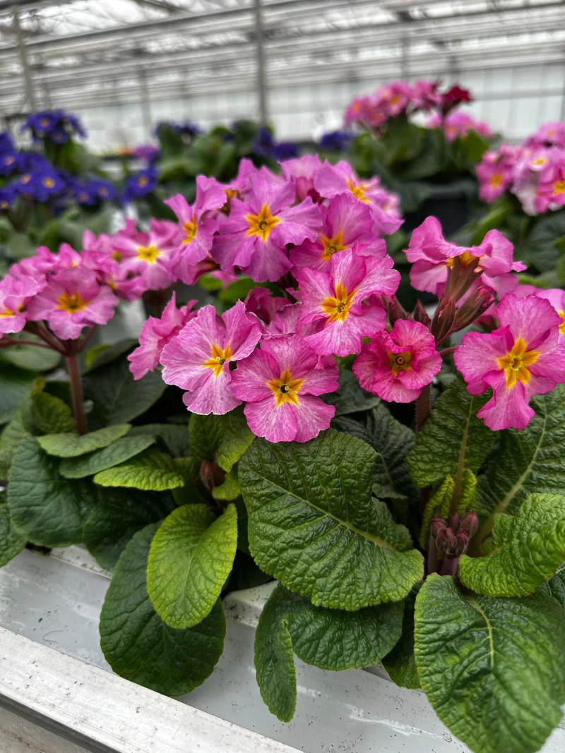 semi-di-primula