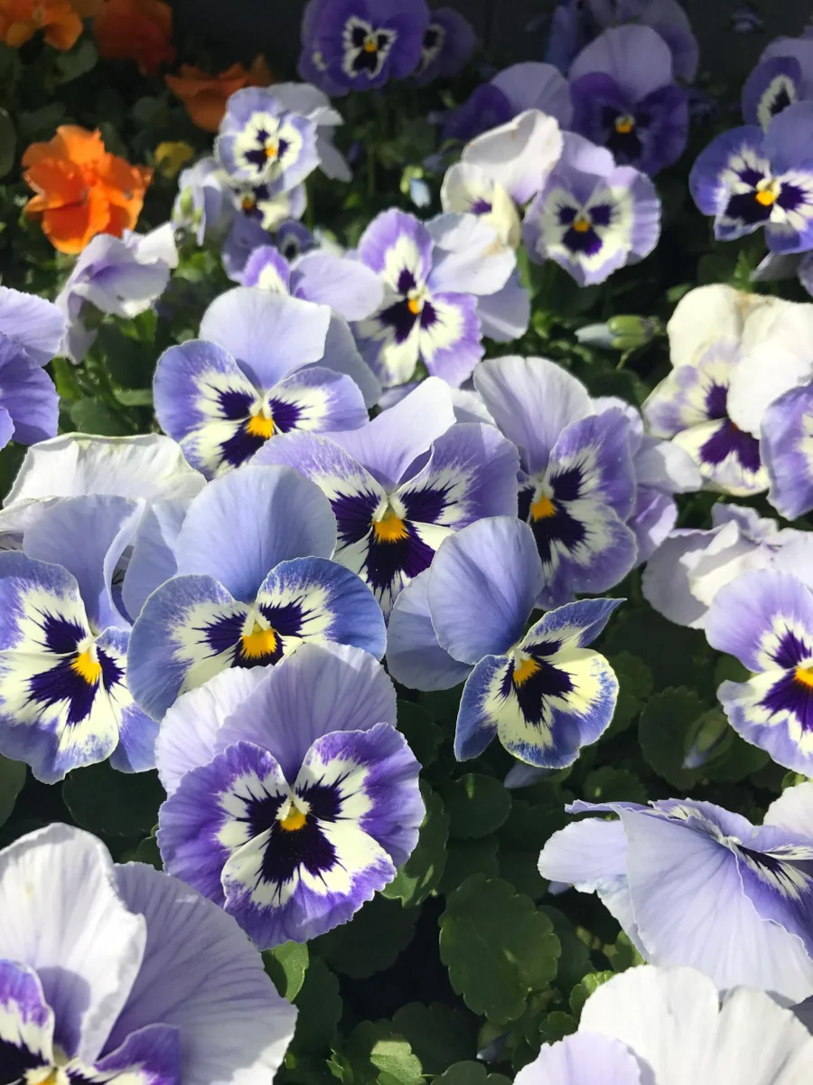 semi-di-viola-del-pensiero