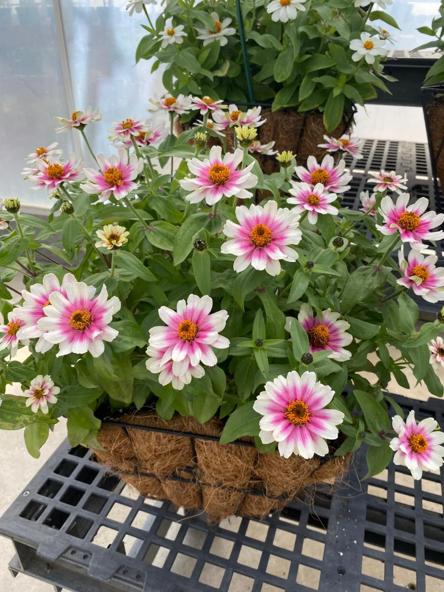 semi-di-zinnia-per-la-semina