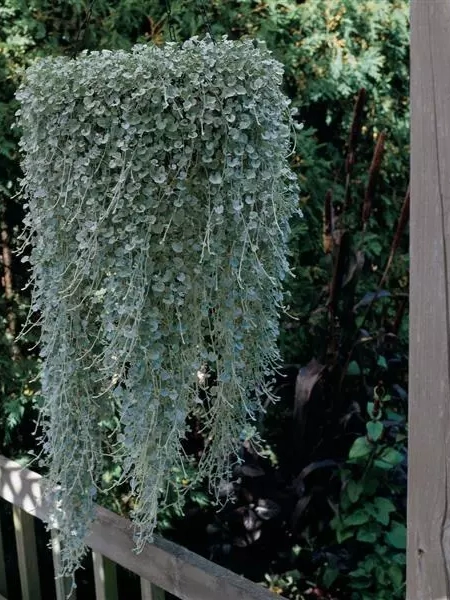 semi-dichondra-repens-argentea-nanissima