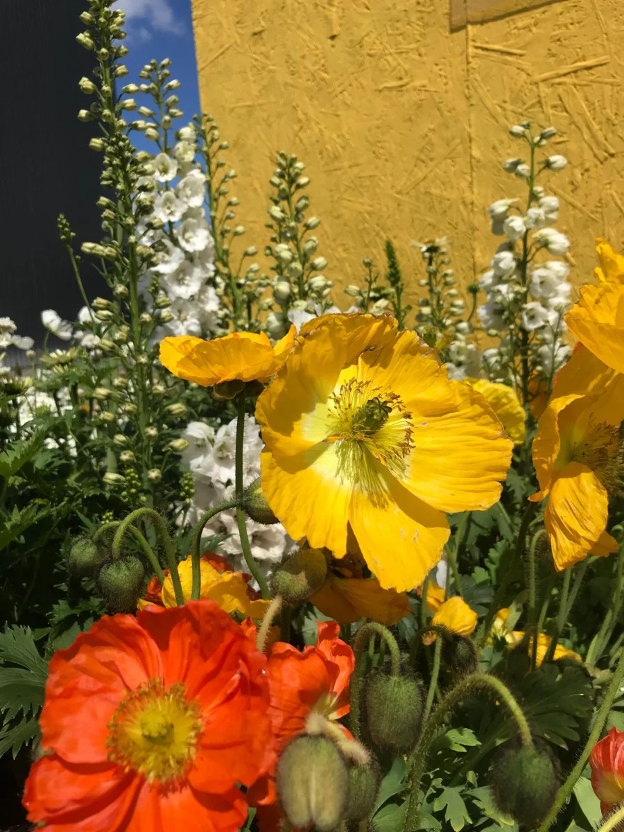 semi-per-fiori-di-papavero