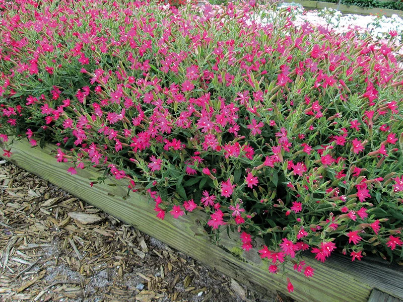 silene-dai-petali-fucsia