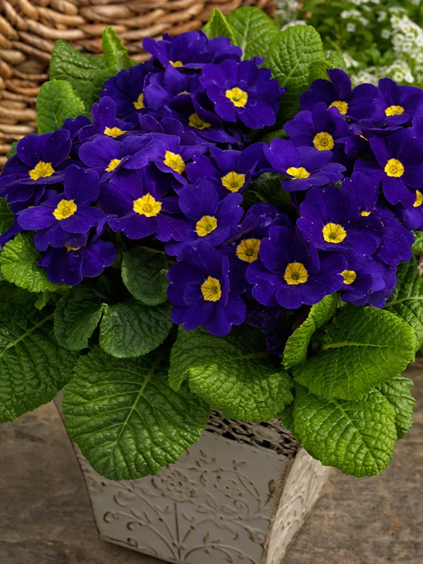 vaso-con-fiori-blu-scuro