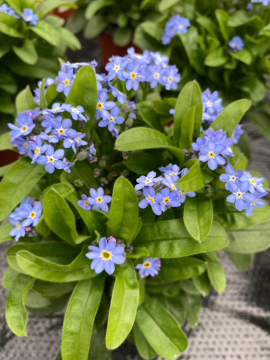 vaso-fiori-blu