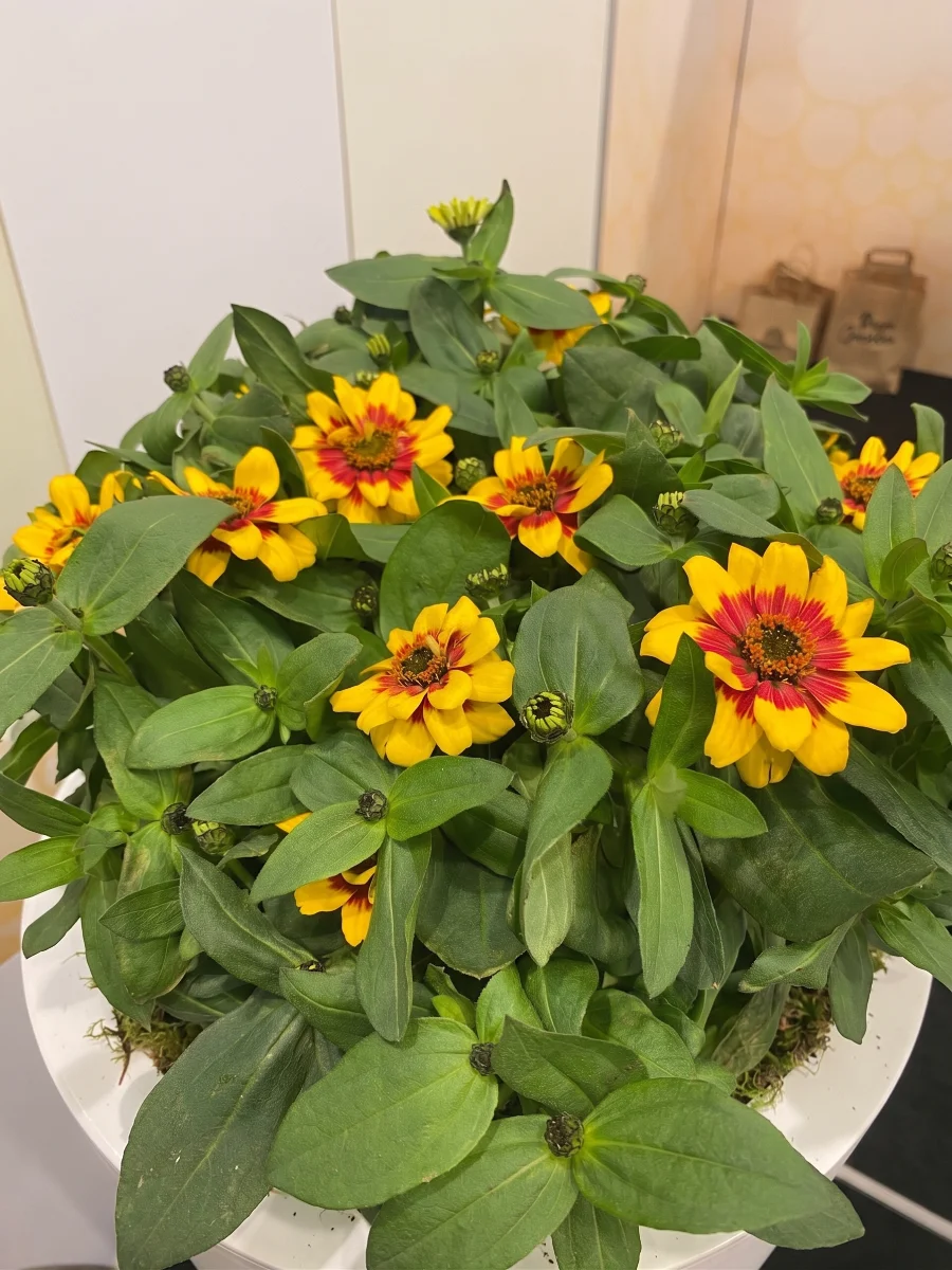 vendita-fiori-zinnia
