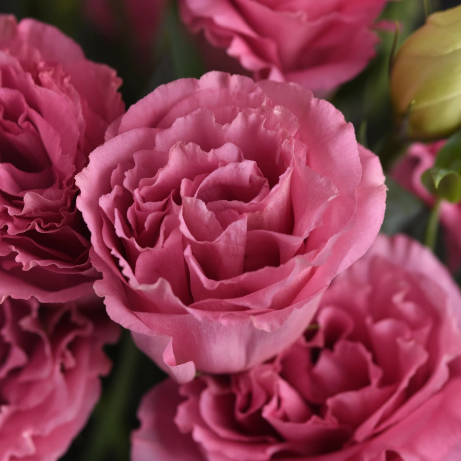 vendita-lisianthus-recisi