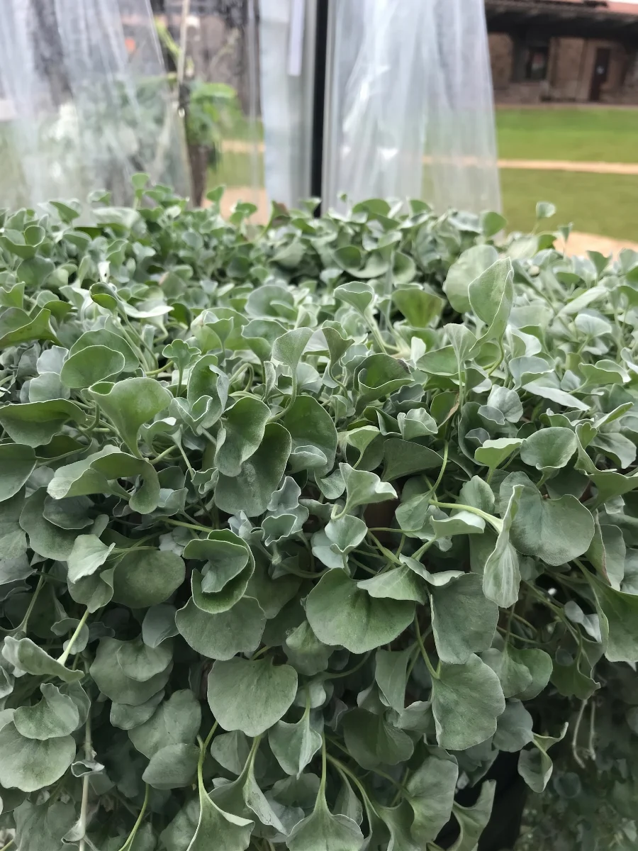 vendita-sementi-dichondra-per-vaso