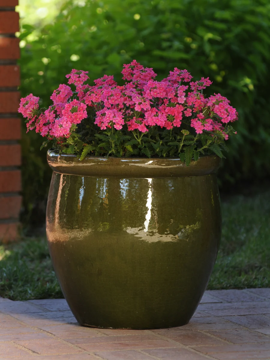 verbena-gialla-officinalis
