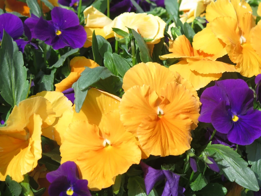 viola-gialla-viola-arancione-viola-scura